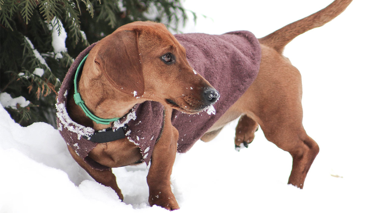 Dachshund Jumper Knitting Pattern Dachshund Clothes Dressing Your Doxie For Every Weather