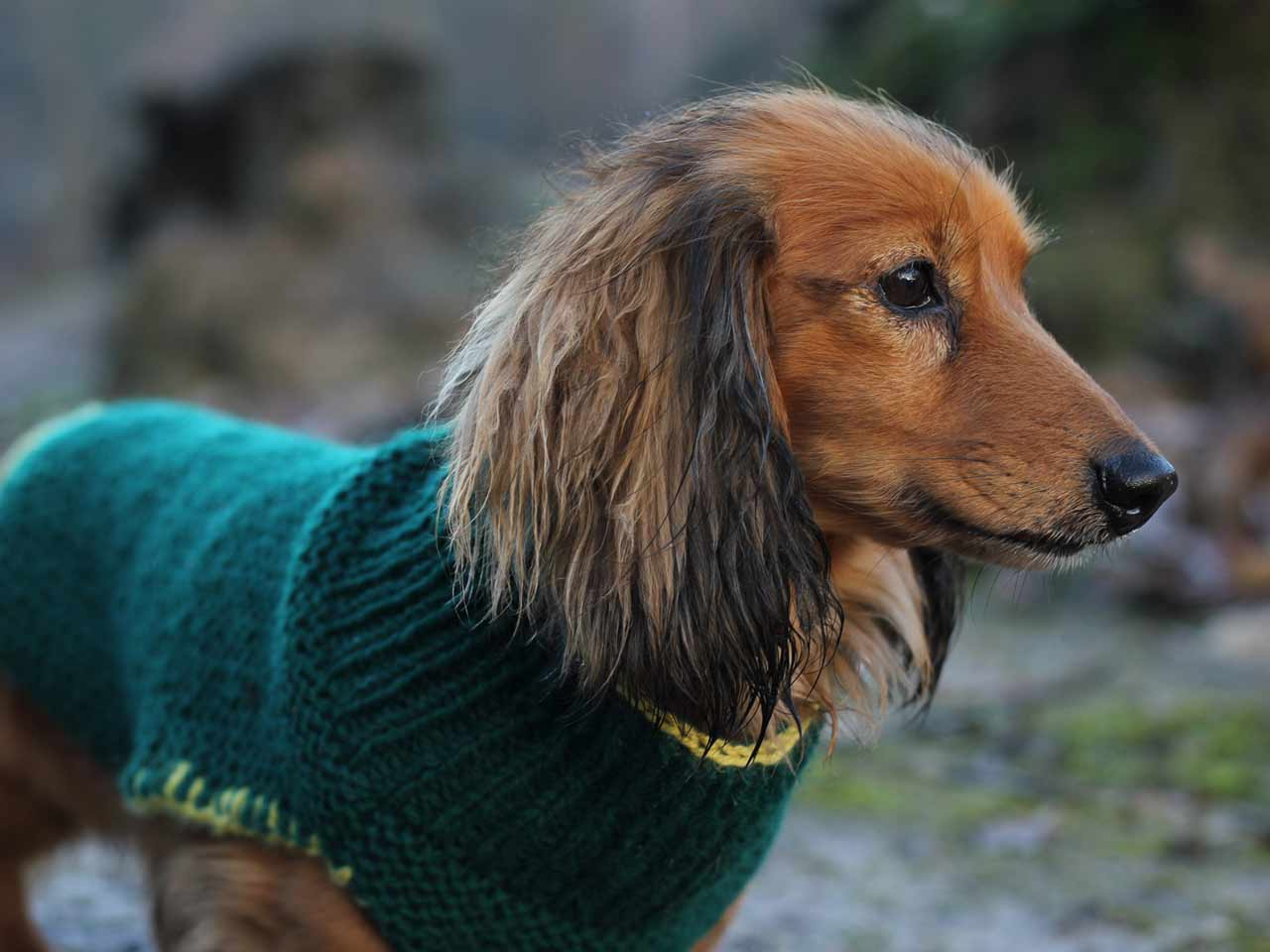 Dachshund Jumper Knitting Pattern Dog Coat Knitting Pattern Saga