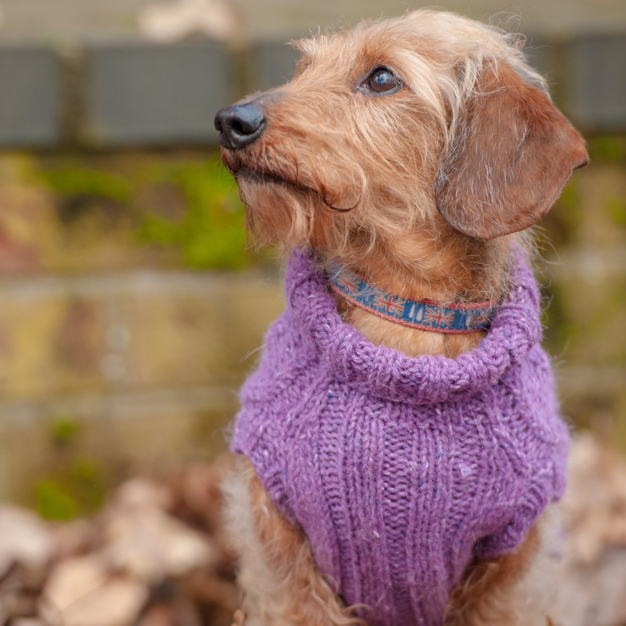 Dachshund Jumper Knitting Pattern Dogs In Jumpers Book 12 Practical Knitting Projects