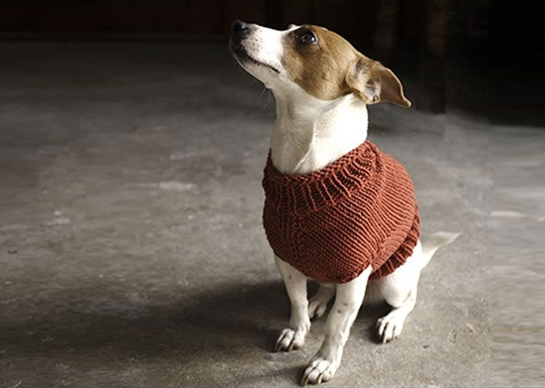 Dog Sweater Knitting Pattern 12 Dog Sweaters And Other Knitting Patterns For Pups