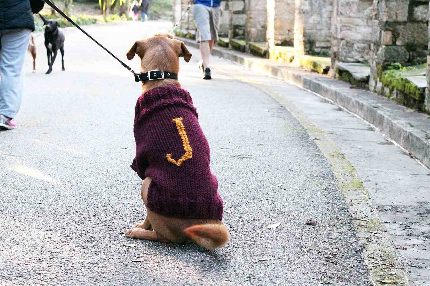 Dog Sweater Knitting Pattern 12 Dog Sweaters And Other Knitting Patterns For Pups