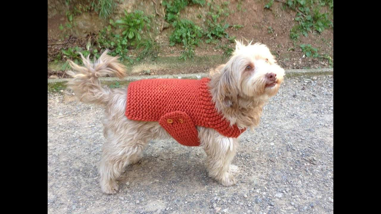 Dog Sweater Knitting Pattern Dog Sweater Knitting Pattern Lovely Cute Easy Small Dog Coat Pattern