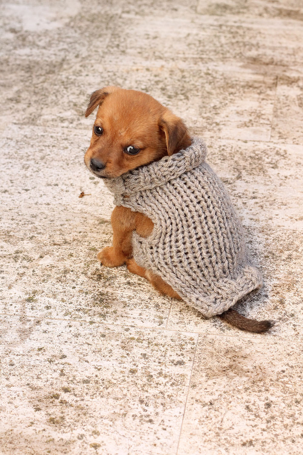 Dog Sweater Knitting Pattern Knitting Patterns For Min Pin Dog Sweaters