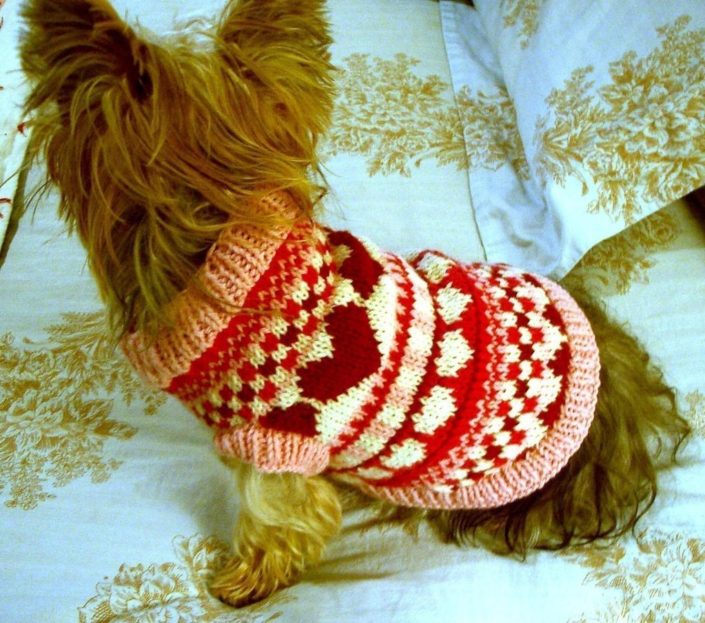 Dog Sweater Knitting Patterns 5 Pet Knitting Patterns For Furry Friends