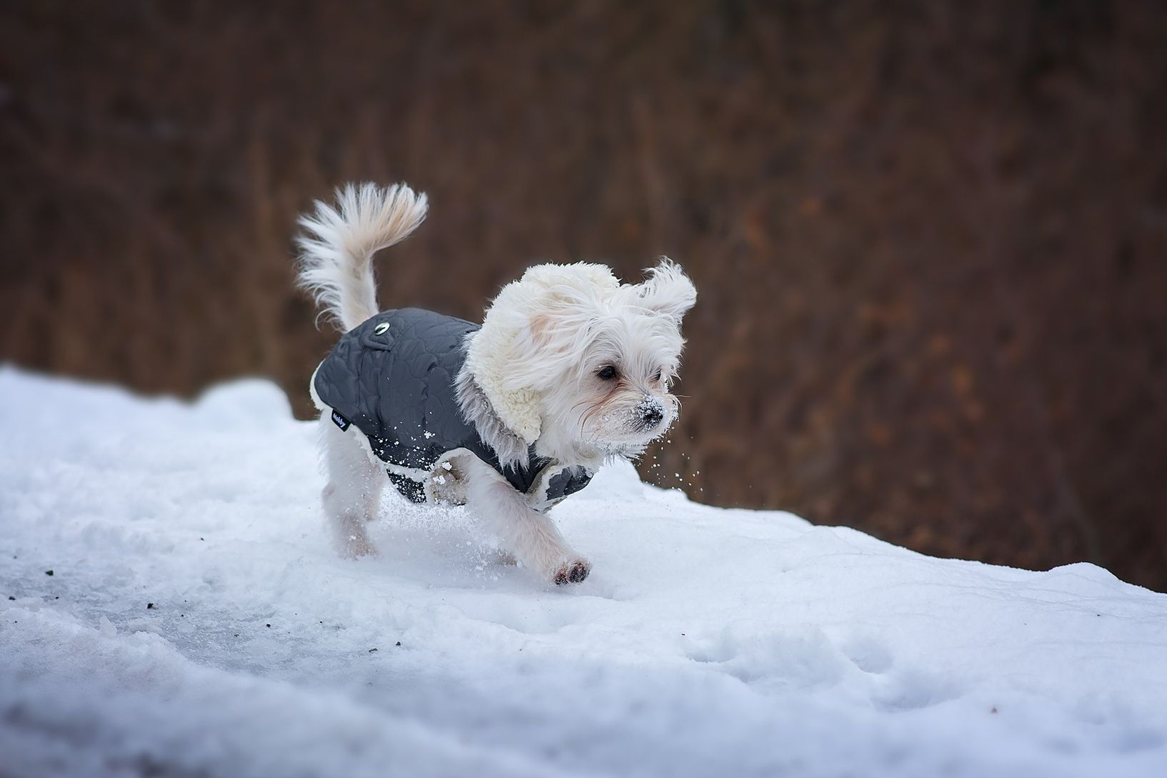 Easy Knitting Pattern For Dog Coat Free Sewing Pattern For A Warm Weatherproof Dog Coat
