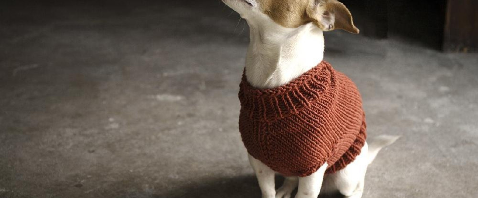Easy Knitting Pattern For Dog Coat Top 5 Free Dog Sweater Knitting Patterns Lovecrafts