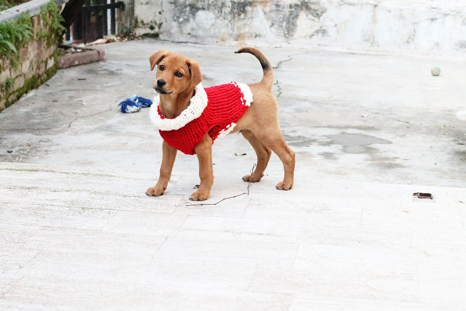 Free Knitting Pattern For Small Dog Coat Christmas Puppy Sweater Free Knitting Patterns Handy Little Me