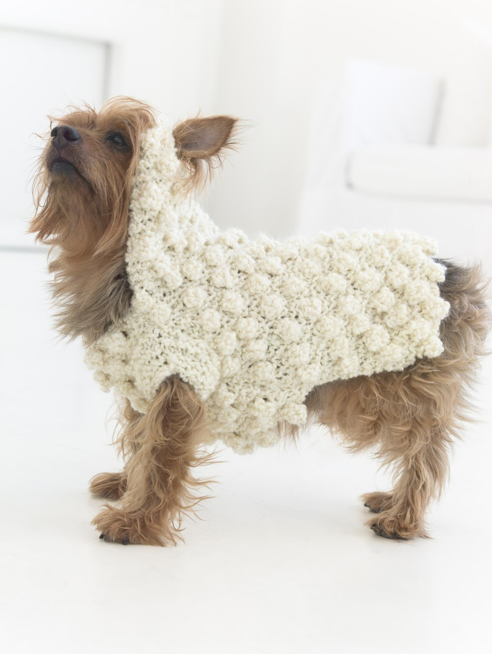 Free Knitting Pattern For Small Dog Coat Free Knitting Patterns For Dog Sweater For Basset