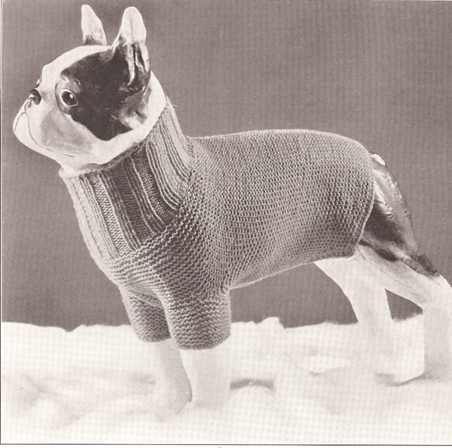 Free Knitting Pattern For Small Dog Coat Vintage Antique Dog Sweater Knitted Knitting Pattern On Popscreen
