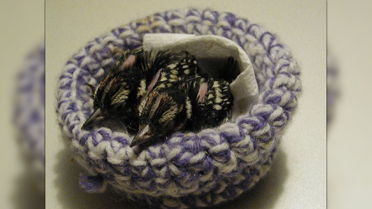 Knitted Bird Pattern Calling All Knitters Nc Rescue Group Needs Homemade Nests For Ba