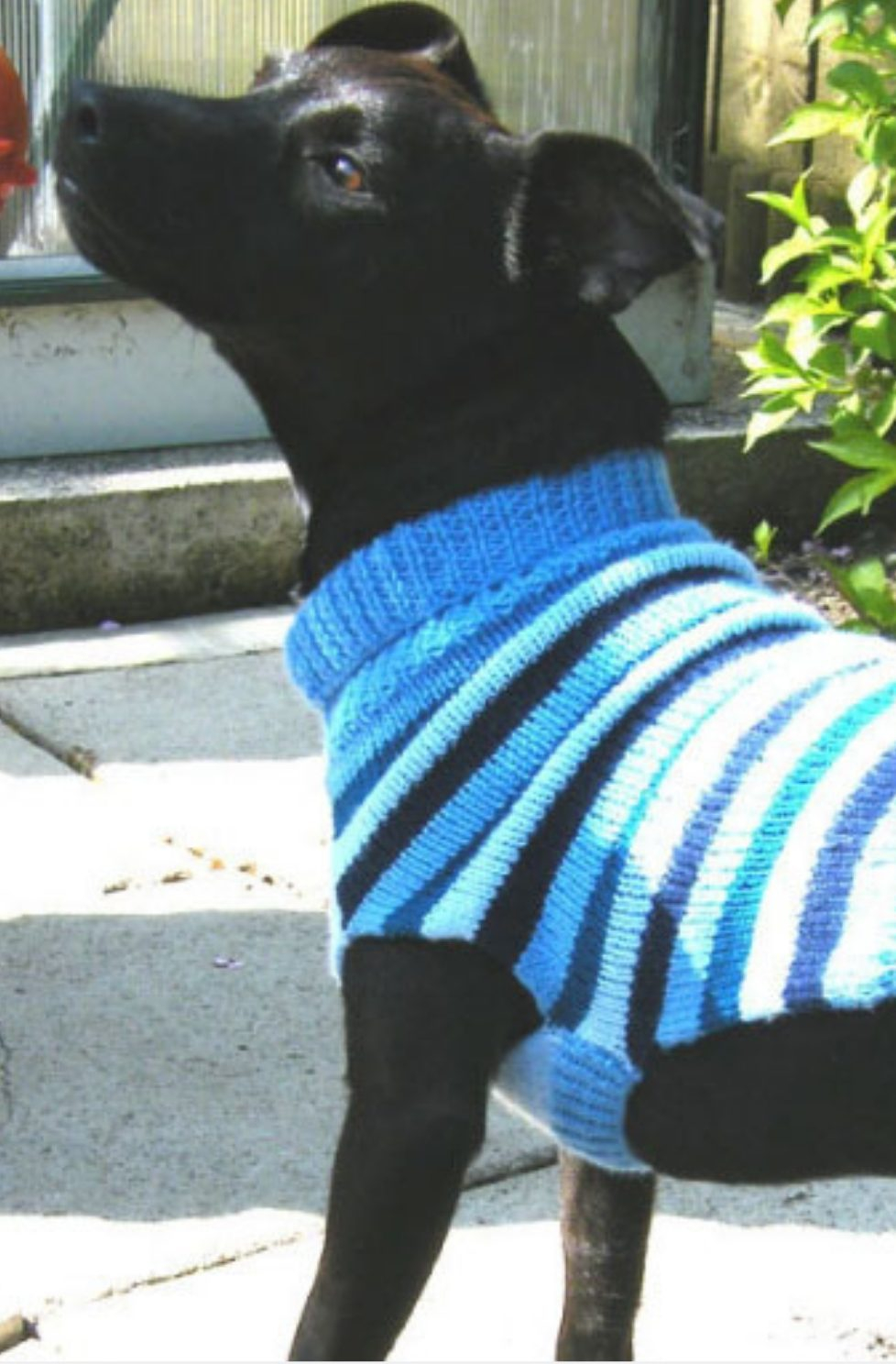 Knitted Dog Coat Pattern Dog Sweater Pattern Free Knitting Patterns Handy Little Me