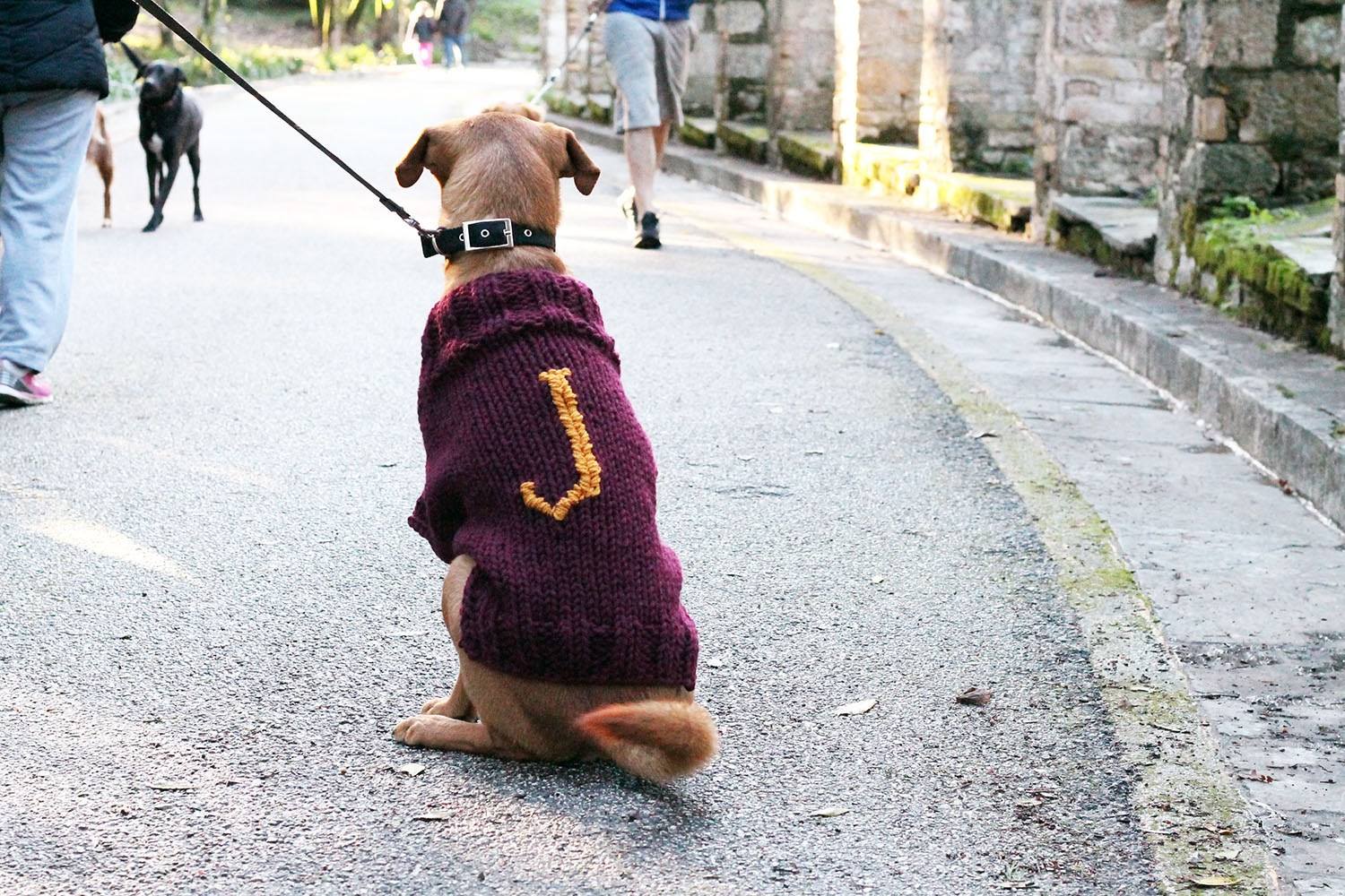 Knitting Pattern Dog Dog Sweater Mischief Managed Free Knitting Patterns Handy