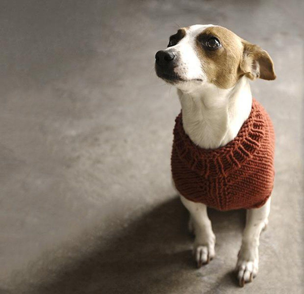 Knitting Patterns Dog Coats Wr2036 Dog Knitting Patterns Pictures