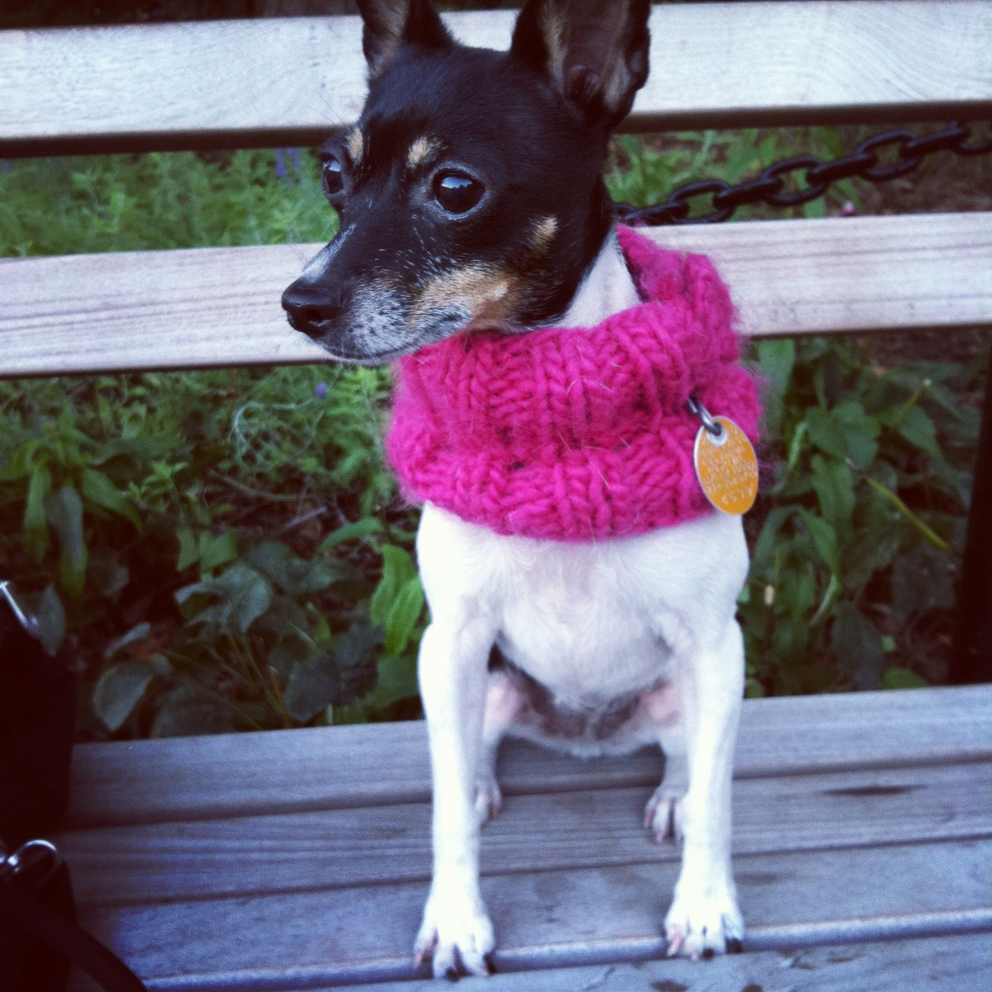 Small Dog Knitting Patterns Knitted Wool Cowls For Little Dogs Loisaida Nest
