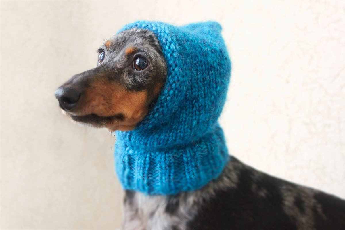 Small Dog Knitting Patterns Luckyfoxknits Hashtag On Twitter